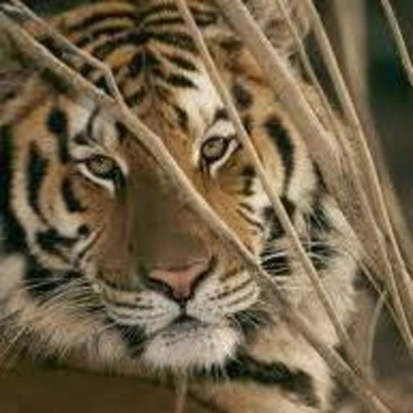 hamet